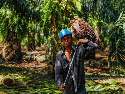 ชุมนุมสหกรณ์ชาวสวนปาล์มน้ำมันกระบี่ จำกัด ... พารามิเตอร์รูปภาพ 8